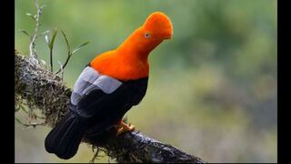 La dinámica de los ríos, detrás de la rica diversidad de aves de la Amazonía