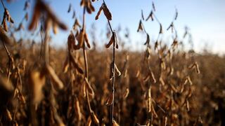 Sequía hace desplomar previsiones de cosecha maíz y soja de Argentina