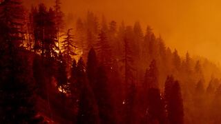 El planeta, devastado por los incendios desde hace un año 