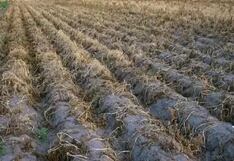 Puno ya empieza a sentir el impacto de la sequía, informó Senamhi