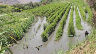 El Niño haría retroceder a 10 principales cultivos en próxima campaña agrícola: ¿cuáles son?