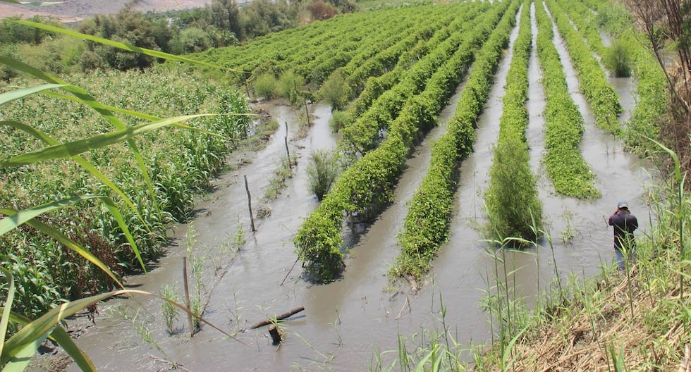 El Niño pone en riesgo cultivos clave en Perú