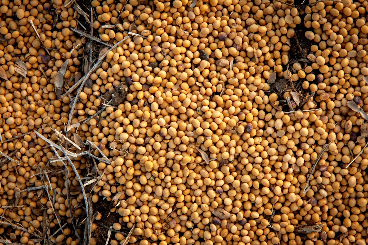 China es el principal importador de soja, que se tritura para producir harina, principalmente para alimentar a su población de cerdos, que es la más grande del mundo.