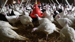 Propietarios de avícolas anuncian que no habrá feria de pavos en Carabayllo