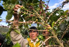 Midagri: fortalecen acciones de prevención y control de plagas en cultivos