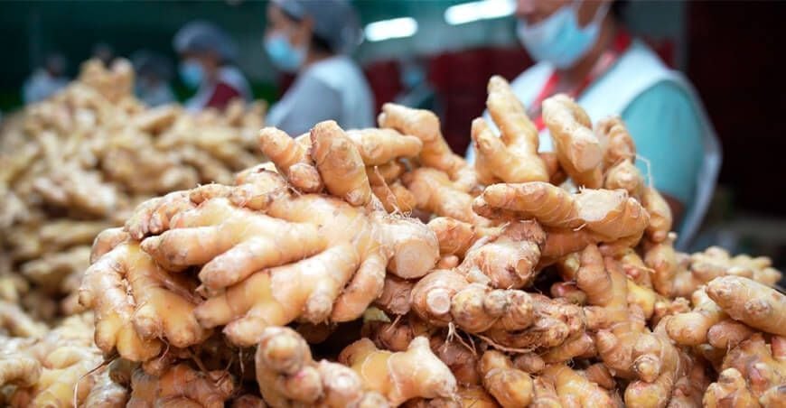 El auge del jengibre peruano en los últimos años ha estado fuertemente vinculado con la producción en la selva central, donde Pichanaqui concentra agricultores, centros de acopio y operaciones de empresas exportadoras. (Foto: AGROPERÚ Informa).
