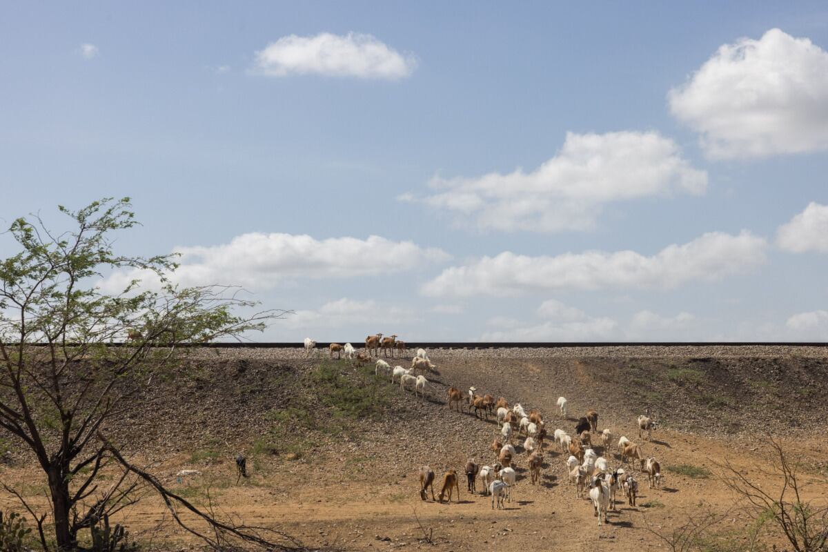 Un rebaño de cabras cruzan la ferrovía construida por la minera El Cerrejón en el departamento de La Guajira. (Foto: Bloomberg)