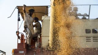 Consejo Internacional de Cereales baja panorama de producción global de trigo para el 2021-2022