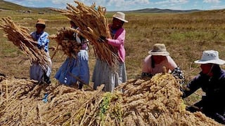 Senamhi: Clima será desfavorable para papa, maíz, habas y quinua en sierra sur