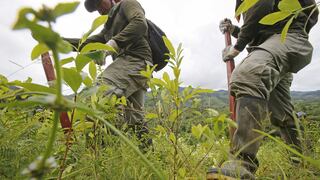 Alto Huallaga: acuerdan paro el  28 de marzo para pedir que cese erradicación de hoja de coca