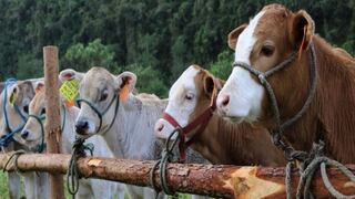 Inicia gestión de mercados internacionales para productos cárnicos: los ingresos logrados