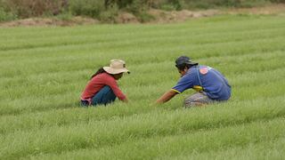 Midagri: Se amplía a S/ 98 millones los recursos asignados al Seguro Agrícola Catastrófico
