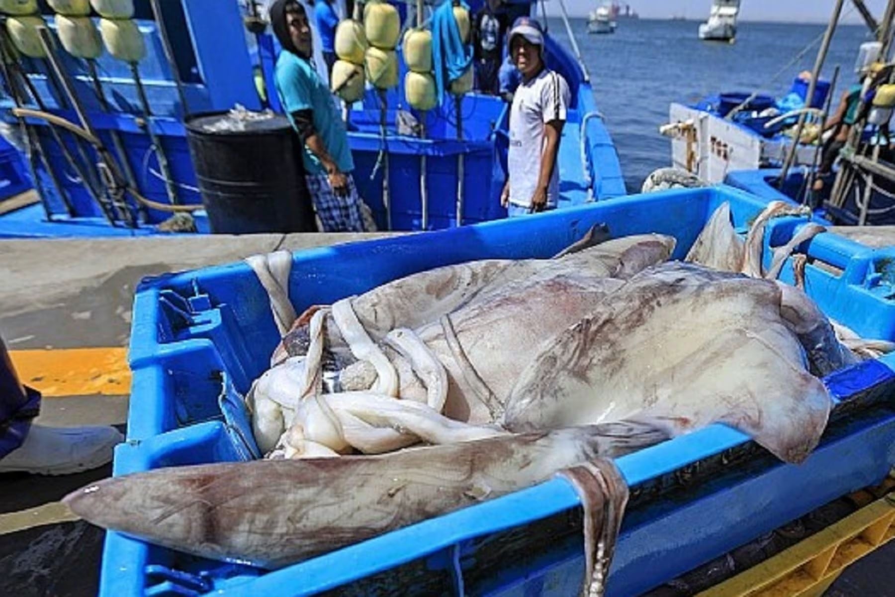 La pota, uno de los recursos pesqueros más importantes de exportación del Perú, sería afectada por la propuesta del Congreso. Foto: Produce.