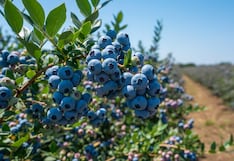 Cayaltí suma nuevas hectáreas de arándanos y apuesta por estas dos nuevas variedades premium