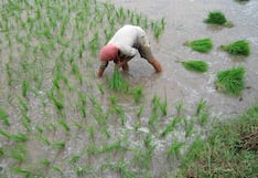 Perú registra arroz en exceso: MEF advierte fallas en la planificación productiva