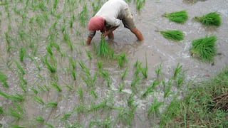 Perú registra arroz en exceso: MEF advierte fallas en la planificación productiva