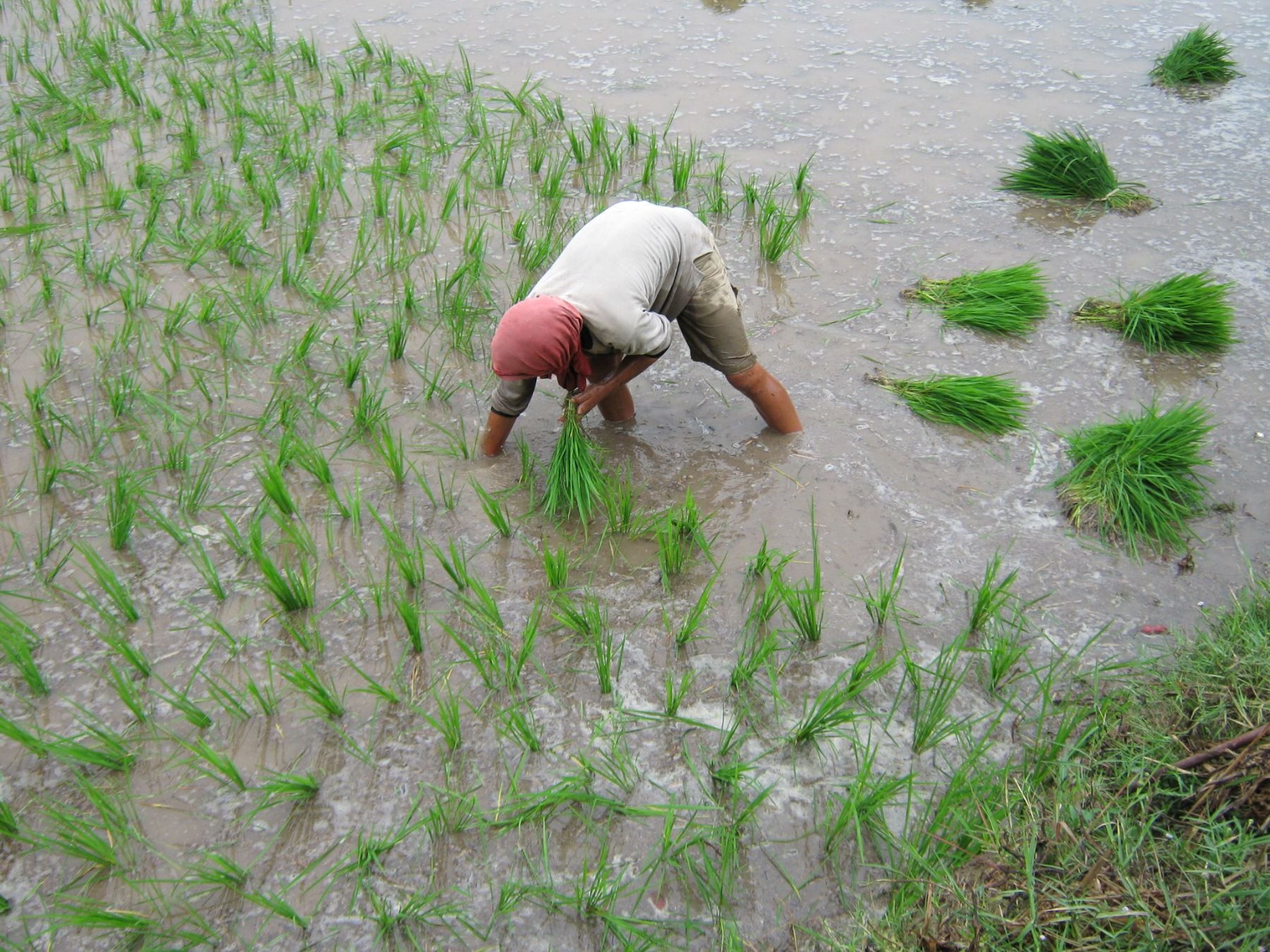 “El 12.3% restante, que podría impactarse con las anomalías climáticas, comprende la campaña chica de arroz de Piura y la producción de papa de la costa (Lima e Ica)”, advirtió. (Foto: Andina)