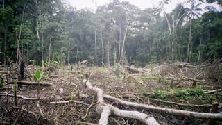 Perú exporta madera en peligro de extinción pese a TLC con EE.UU.