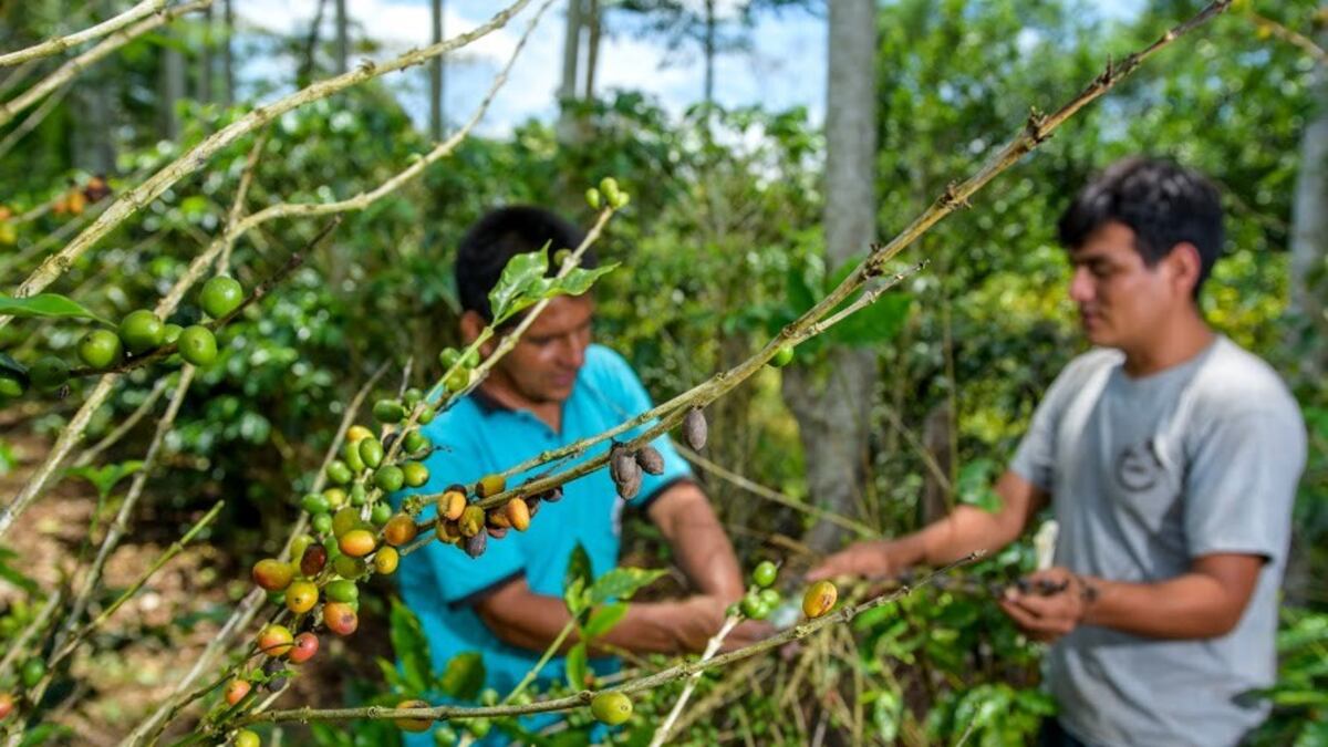 Almafin, del Grupo Andino, reconfigura su negocio por El Niño: ¿cómo gana espacio el agro?