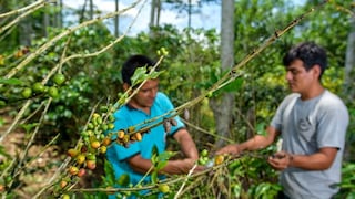 Almafin, del Grupo Andino, reconfigura su negocio por El Niño: ¿cómo gana espacio el agro?
