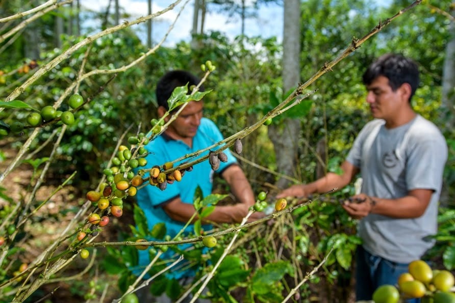Almafin busca ampliar su presencia en café, granos y frutas congeladas como parte de su estrategia de diversificación. Foto: Andiina