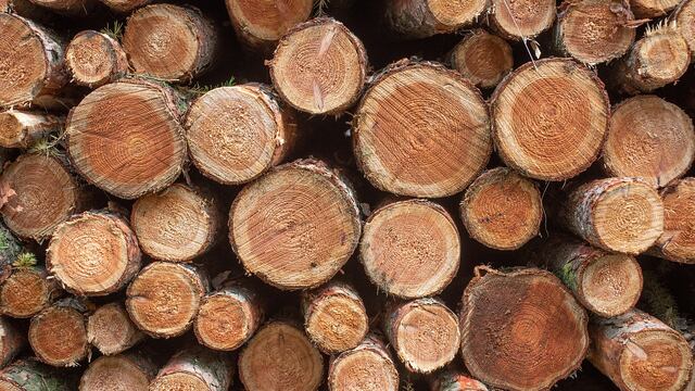 Los humanos construían estructuras de madera antes de lo que se pensaba