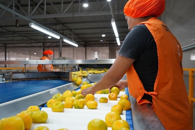 Hace apenas tres años, Packing del Carmen procesaba 7,000 toneladas de frutas. Este año proyecta cerrar con 66,000 toneladas.