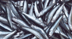 El Niño Costero en Perú: esto le costó a la pesca y agro cada “aparición” del fenómeno