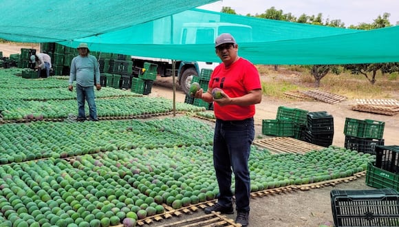 Frutas de Piura es una empresa ubicada en el norte del Perú y que desde hace 14 años se dedica a la producción de mango y otros frutos.