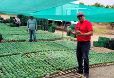 Frutas de Piura mira a China con menor tiempo de envío de mango vía Chancay