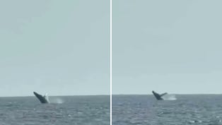 Avistan ballenas jorobadas frente a la playa de San Bartolo