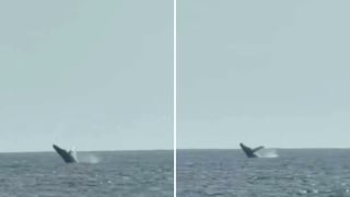 Avistan ballenas jorobadas frente a la playa de San Bartolo