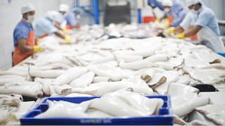 Pesca ilegal amenaza al mercado del calamar gigante en el Perú
