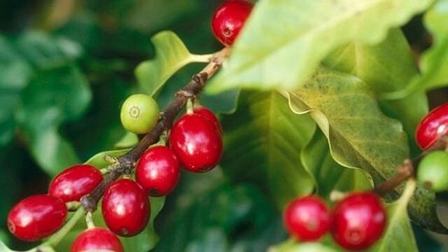 Se cosecharían seis millones de quintales de café en el 2015 si sigue el clima benigno