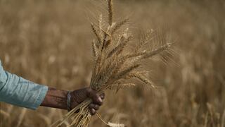 Tras cinco cosechas récord, una ola de calor amenaza la producción de trigo de la India