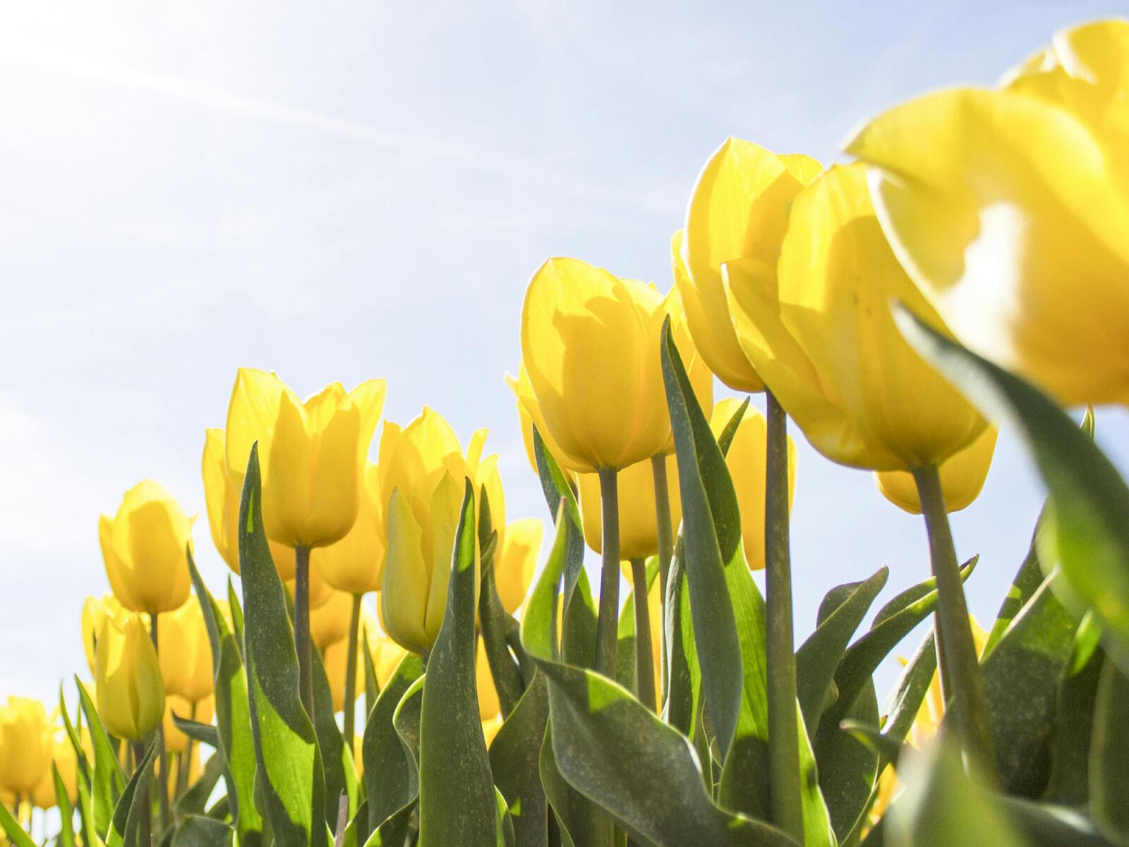 Unos tulipanes en un campo extenso (Foto: Pexels)
