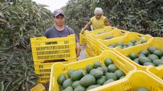 SAG de Chile defiende importación de paltas Hass peruanas a su mercado