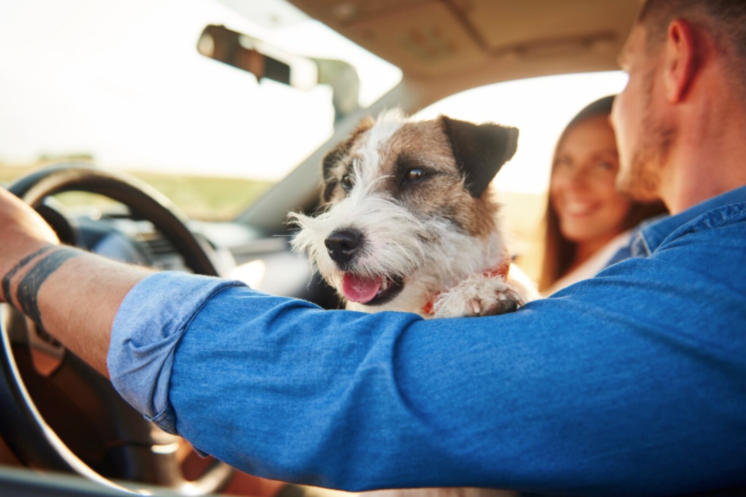 En Florida, no existe alguna normativa que impida al conductor estar acompañado de su mascota. (Crédito: Magnific / Imagen referencial)