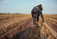 Exportaciones de espárragos frente a La Niña: lo que se espera para esta campaña