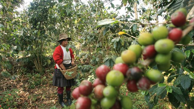 Agrobanco:Pequeños agricultores piden su reactivación para financiar abonamiento y cosechas