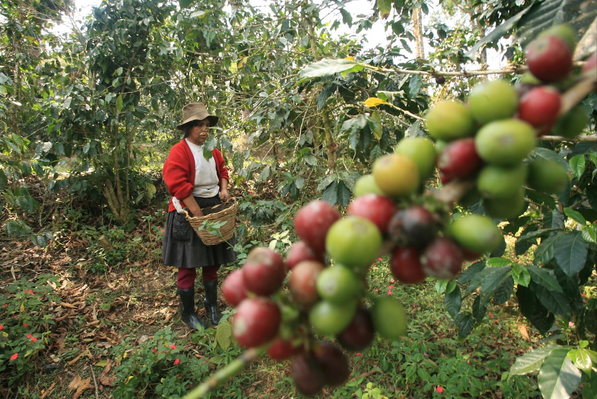 El grano de café mostró un desempeño positivo en agosto. (Foto: USI)