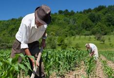 Sector agropecuario crecería 4.2% en 2025, ¿qué anticipa el Midagri para 2026?