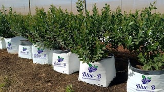 Vaighai Agro, empresa india de fibra de coco, abre filial en Perú para expandirse en Latam