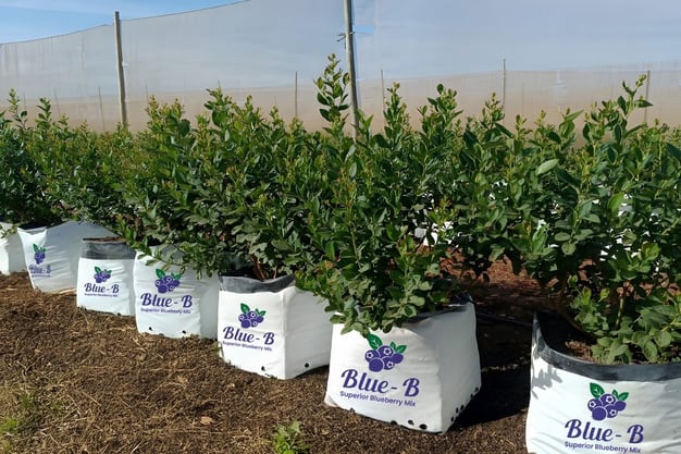 Vaighai Agro cuenta con más de 45 años de experiencia y exporta sus sustratos de fibra de coco a más de 75 países. (Foto: Vaighai).