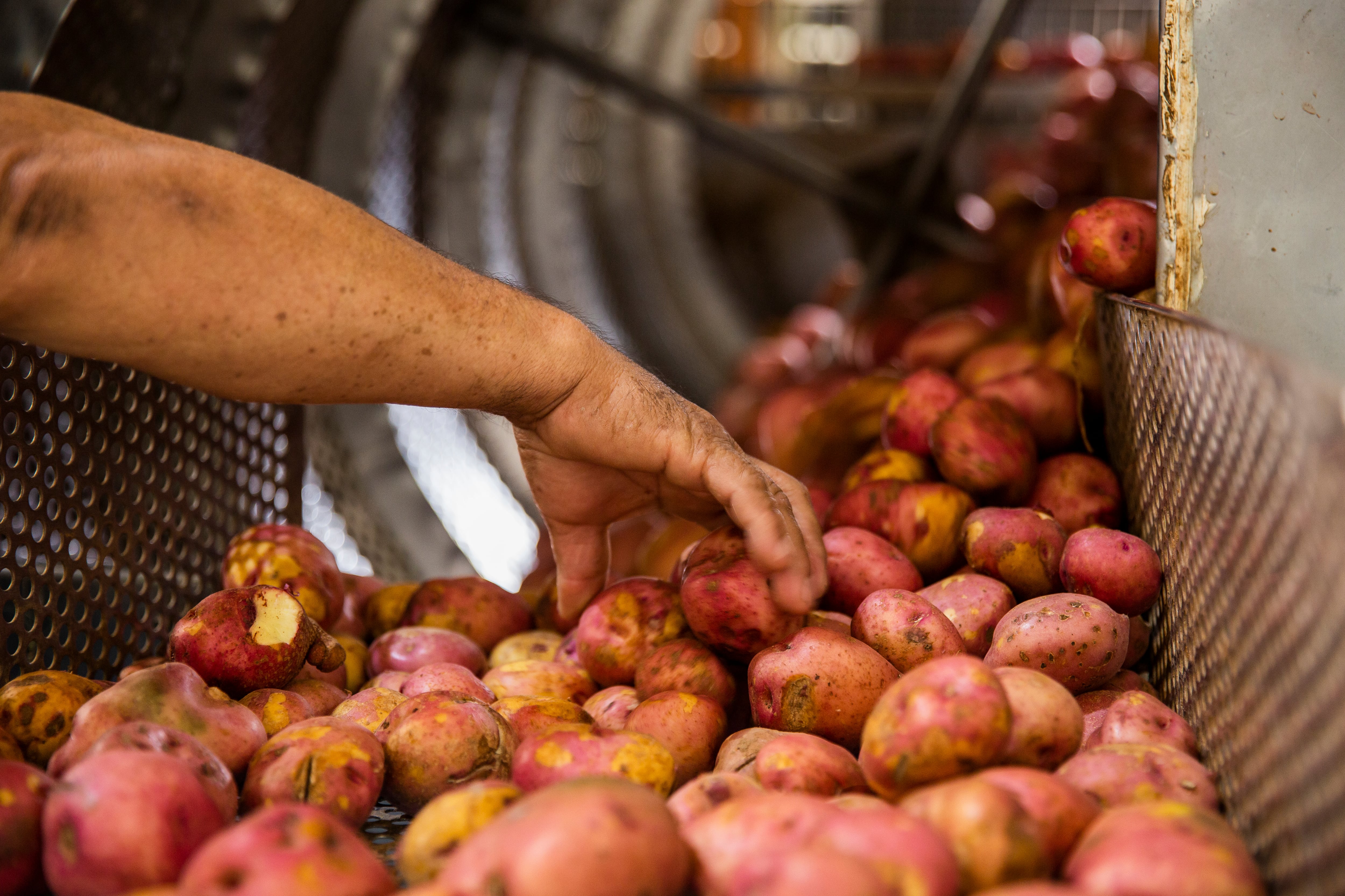 De Cajón Destilados elabora el vodka premium de papa en Lurín. (Foto: De Cajón Destilados).