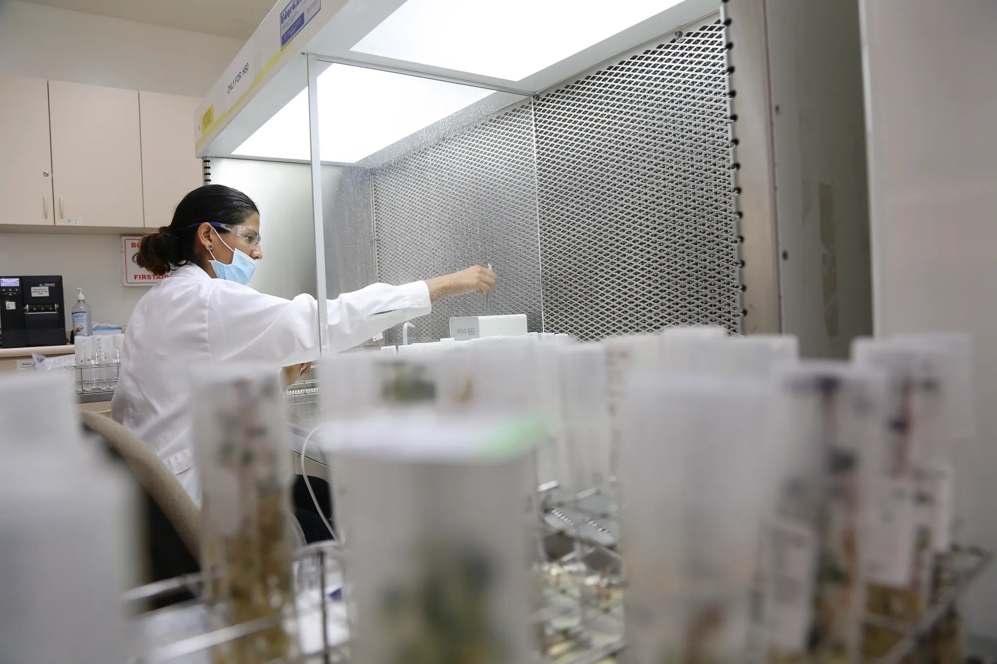 La papa que llegó del campo al laboratorio y del laboratorio al mundo. (Foto: cortesía del CIP)