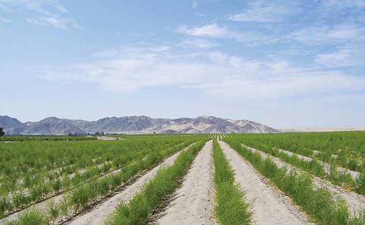 Entre 2024 y 2028, se espera que las compras de Danper a proveedores locales lleguen a US$115 millones (105 millones de euros) anuales en promedio. (Foto: Danper).