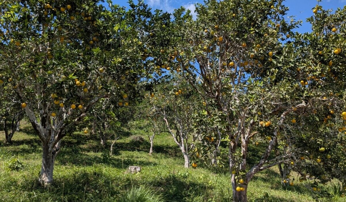 Las naranjas Jucy Gold se distinguen también por su aspecto: poseen una piel de color amarillo dorado con un ligero tono verde, una característica propia del clima tropical de Chanchamayo. (Foto: Eosta).