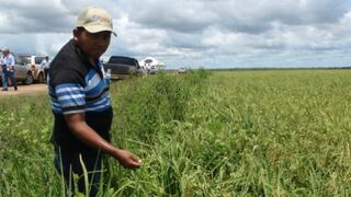 Producción de arroz cáscara aumentó en 33.2% en abril