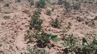 Senamhi advierte afectaciones en campaña agrícola de Cusco, Apurímac y Puno, ¿qué sucede?